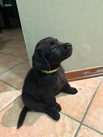 Labrador cuccioli