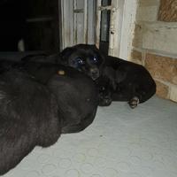 Cuccioli incrociati labrador e rotwail