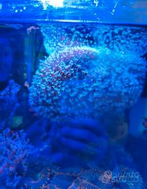 corallo acquario marino 