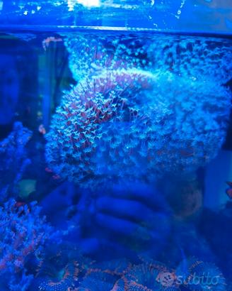 corallo acquario marino 