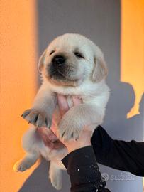 Labrador retriever