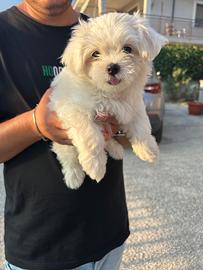 Maltese piccola taglia