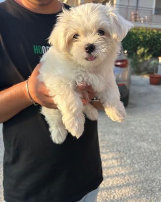 Maltese piccola taglia