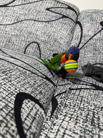 Pappagallo Lori arcobaleno