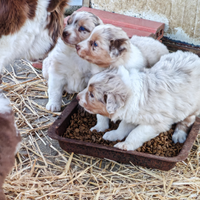 Cuccioli Australian Shepherd con Pedigree