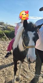 Pony