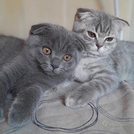 Cuccioli Scottish fold e Scottish straight 