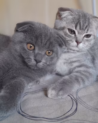 Cuccioli Scottish fold e Scottish straight 