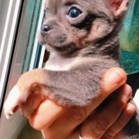 Chihuahua Blue taglia piccolissima