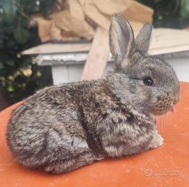 Coniglio gigante delle Fiandre