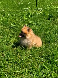 Volpino pomerania