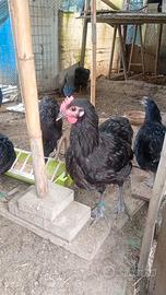 Polli, galline, pulcini, galli