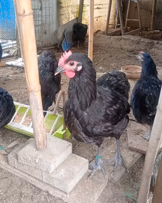 Polli, galline, pulcini, galli