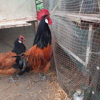 Vorwerk coppia giovane