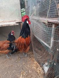 Vorwerk coppia giovane