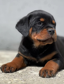 Cucciolo Rottweiler