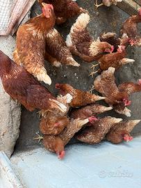 Galline ovaiole rosse