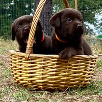 Labrador retriever chocolate "cuccioli"