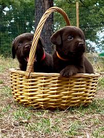 Labrador retriever chocolate "cuccioli"
