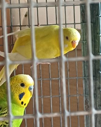 Cocoriti vari colori