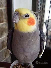 Baby calopsite allevate a mano