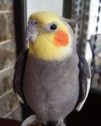 Baby calopsite allevate a mano