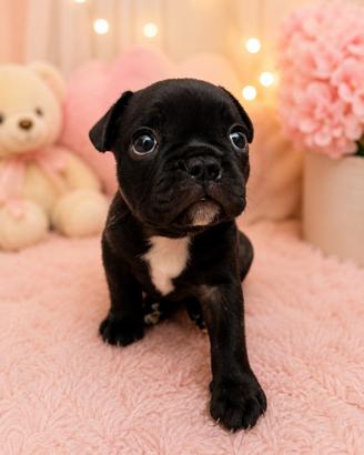 Bulldog francese femmina