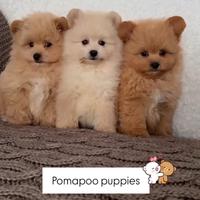 Cuccioli PomaPoo prenotabili