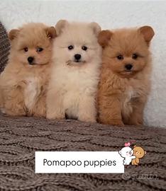 Cuccioli PomaPoo prenotabili