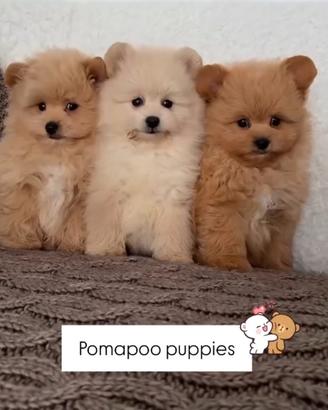 Cuccioli PomaPoo prenotabili