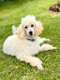 Cucciola di barboncino nano