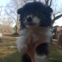 Border collie cuccioli