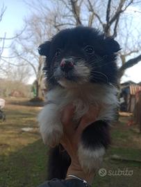 Border collie cuccioli
