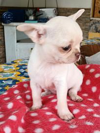Chihuahua Mini Femminuccia pedigree ENCI