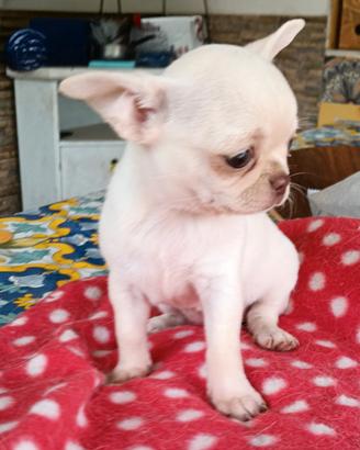 Chihuahua Mini Femminuccia pedigree ENCI