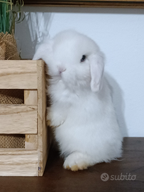 Minilop bianchi occhi azzurri