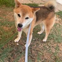 Shiba inu con pedegree