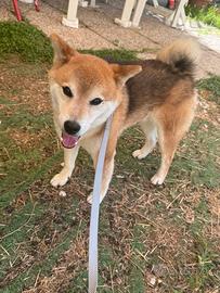 Shiba inu con pedegree