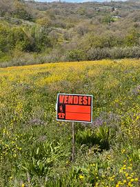 Terreno Oliveto Citra Qualità Semi Irrig