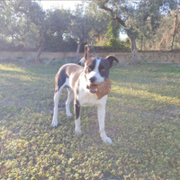 Incrocio con pitbull