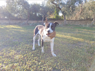 Incrocio con pitbull