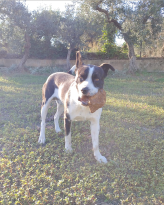 Incrocio con pitbull
