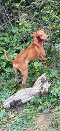 Caccia cane da caccia