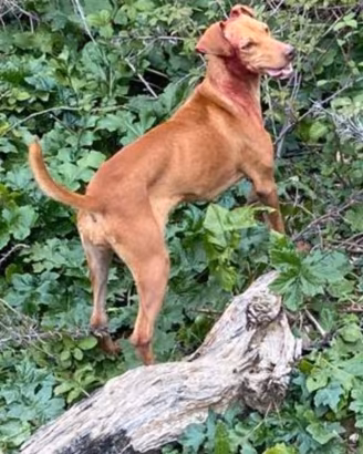Caccia cane da caccia