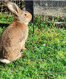 Conigli giganti Papillon e Fiandre
