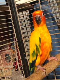 Pappagallo conuro del sole femmina