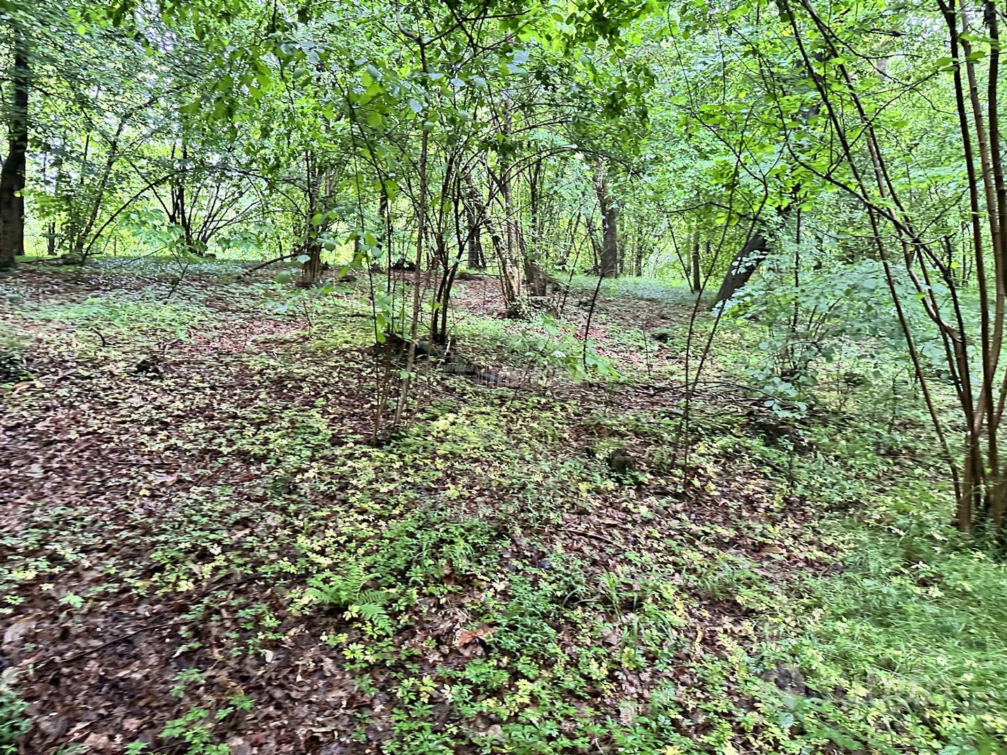Lipomo - Terreno boschivo - Vista 4