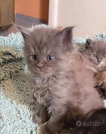 Cucciole Maine Coon blue tortie