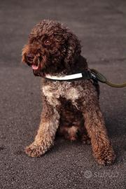 Lagotto