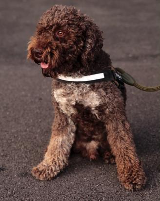 Lagotto